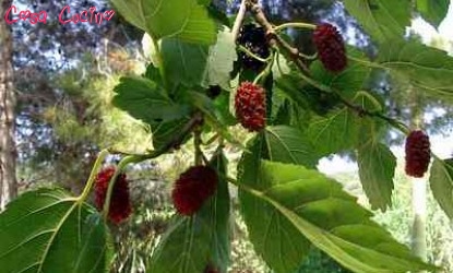 curarsi con le erbe4.3