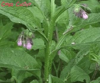 curarsi con le erbe: radice di consolida tritata