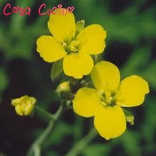 curarsi con le erbe: erisimo