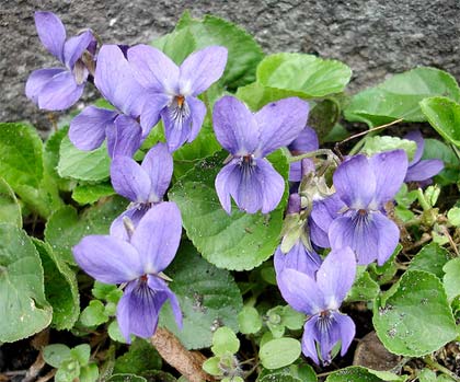curarsi con le erbe:  fiori di viola mammola