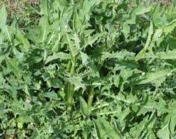 curarsi con le erbe: insalata cicoria selvatica
