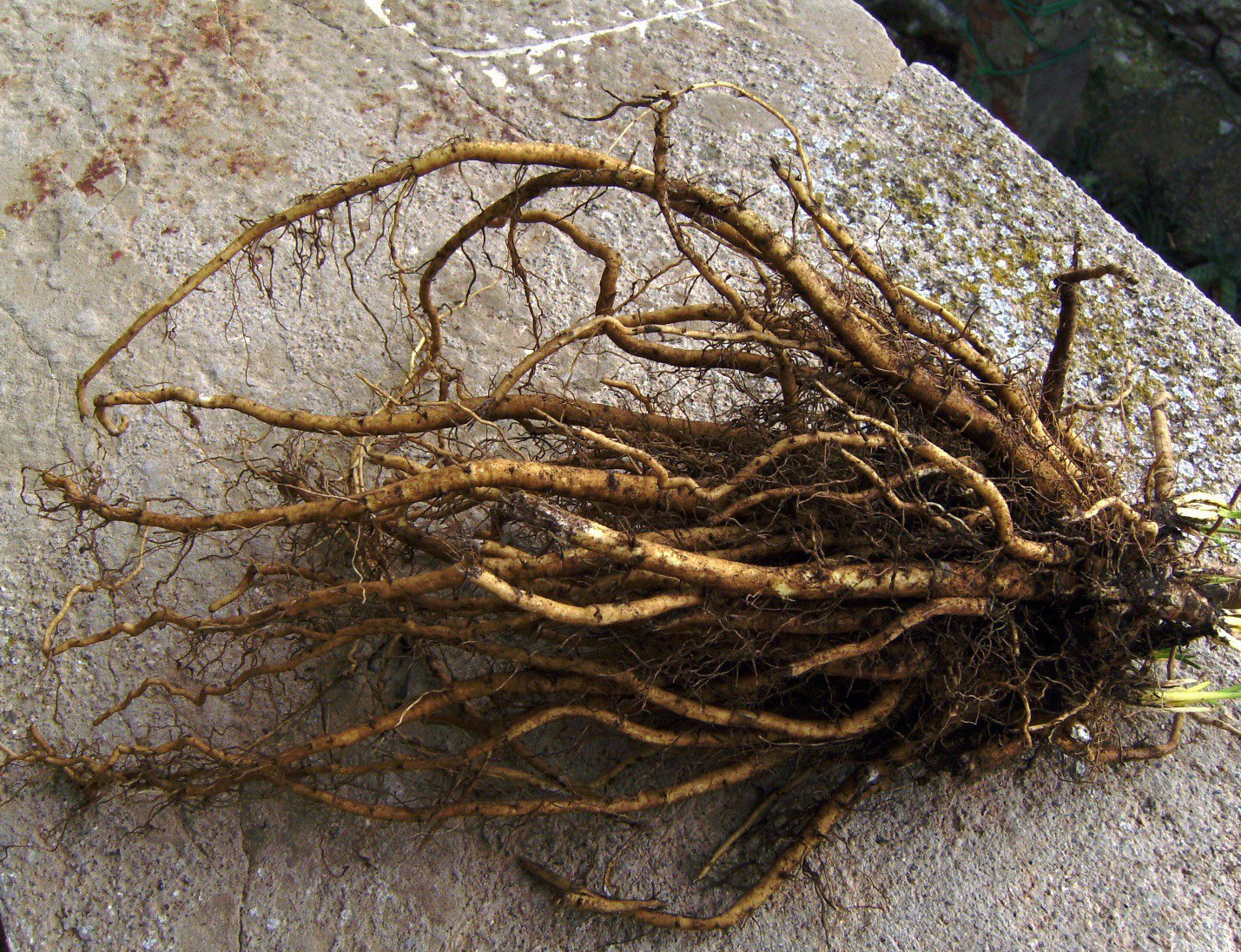 curarsi con le erbe: radice di altea tritata